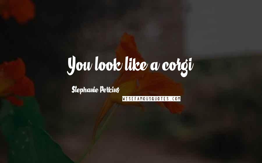 Stephanie Perkins Quotes: You look like a corgi