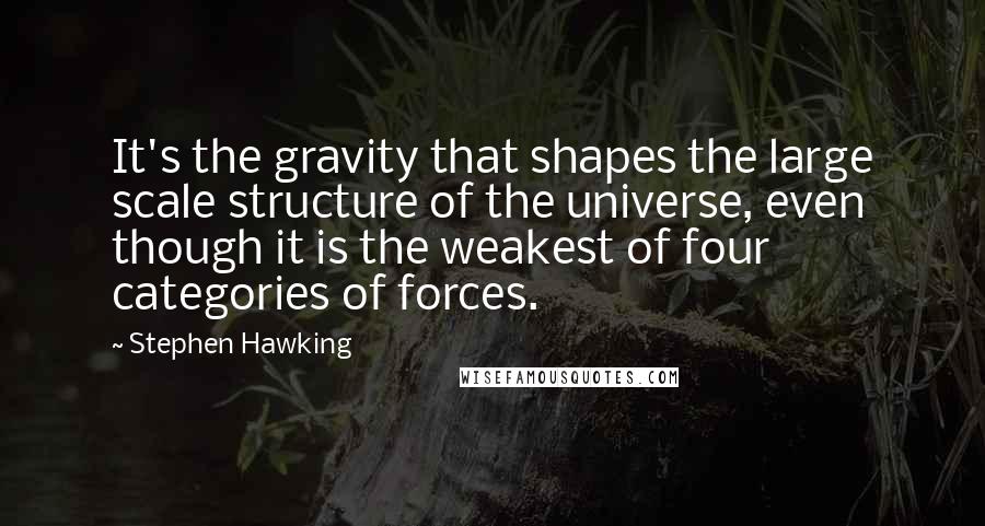 Stephen Hawking Quotes: It's the gravity that shapes the large scale structure of the universe, even though it is the weakest of four categories of forces.