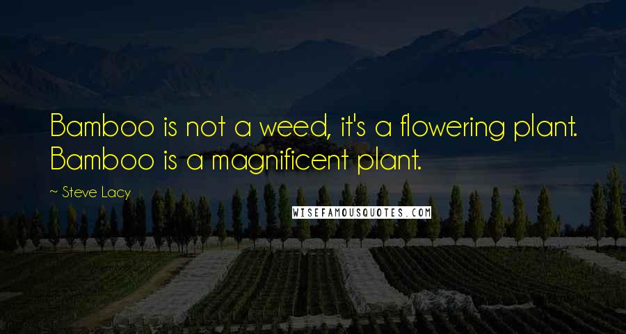 Steve Lacy Quotes: Bamboo is not a weed, it's a flowering plant. Bamboo is a magnificent plant.