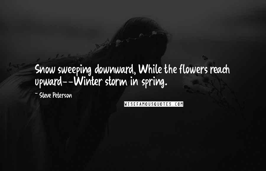 Steve Peterson Quotes: Snow sweeping downward, While the flowers reach upward--Winter storm in spring.