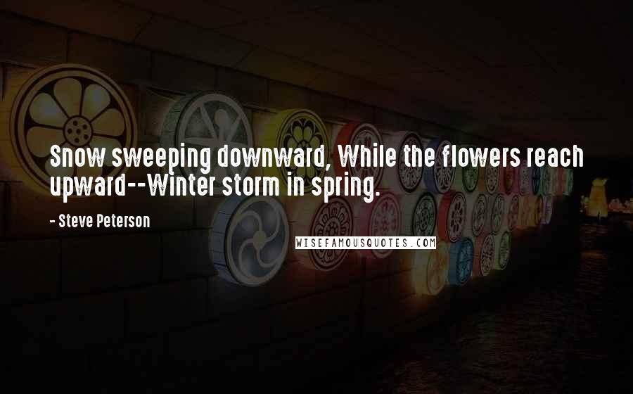 Steve Peterson Quotes: Snow sweeping downward, While the flowers reach upward--Winter storm in spring.