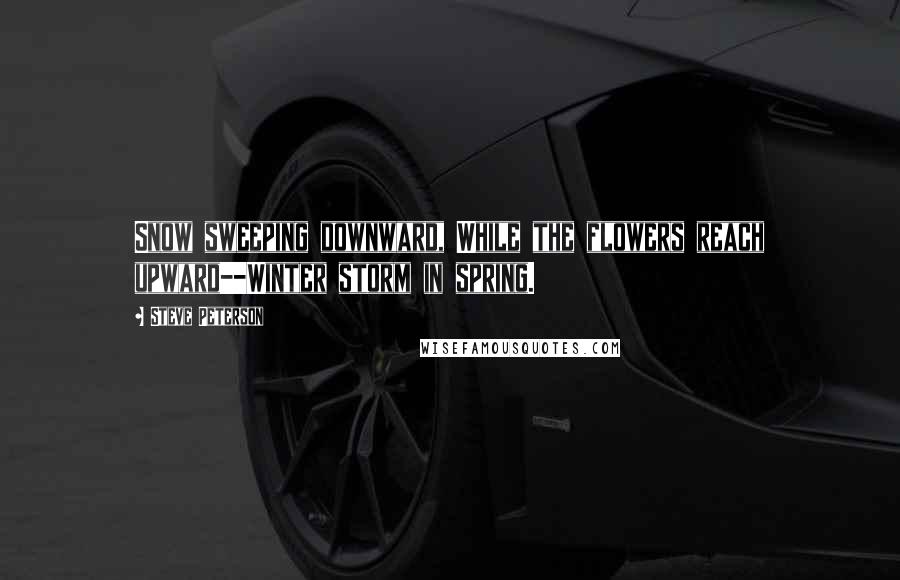 Steve Peterson Quotes: Snow sweeping downward, While the flowers reach upward--Winter storm in spring.
