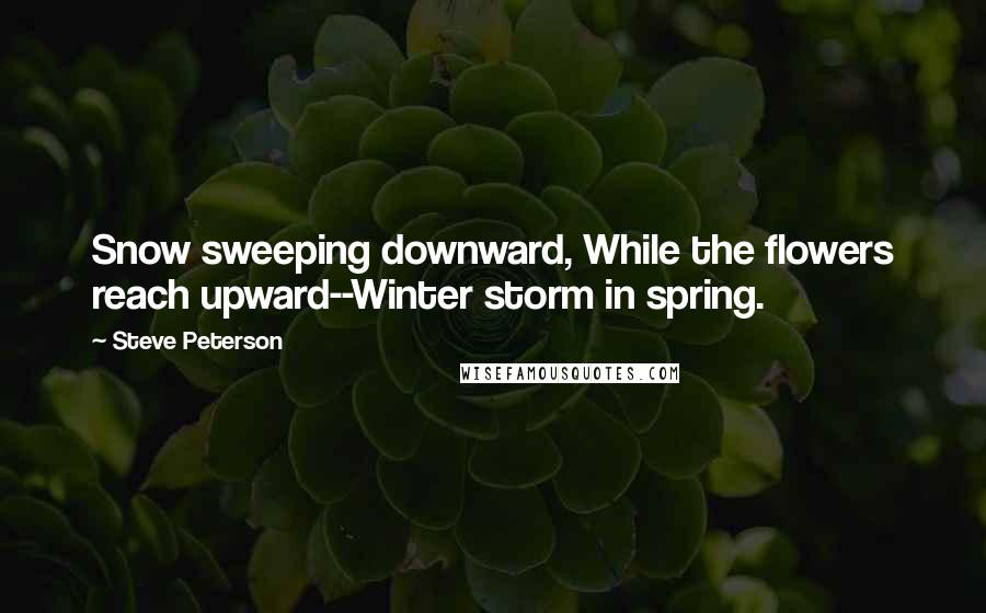 Steve Peterson Quotes: Snow sweeping downward, While the flowers reach upward--Winter storm in spring.