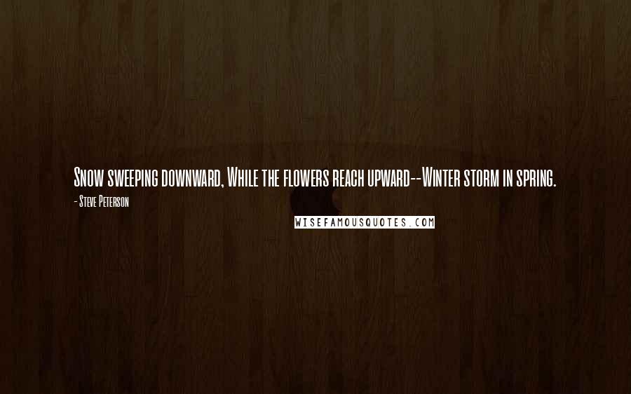 Steve Peterson Quotes: Snow sweeping downward, While the flowers reach upward--Winter storm in spring.