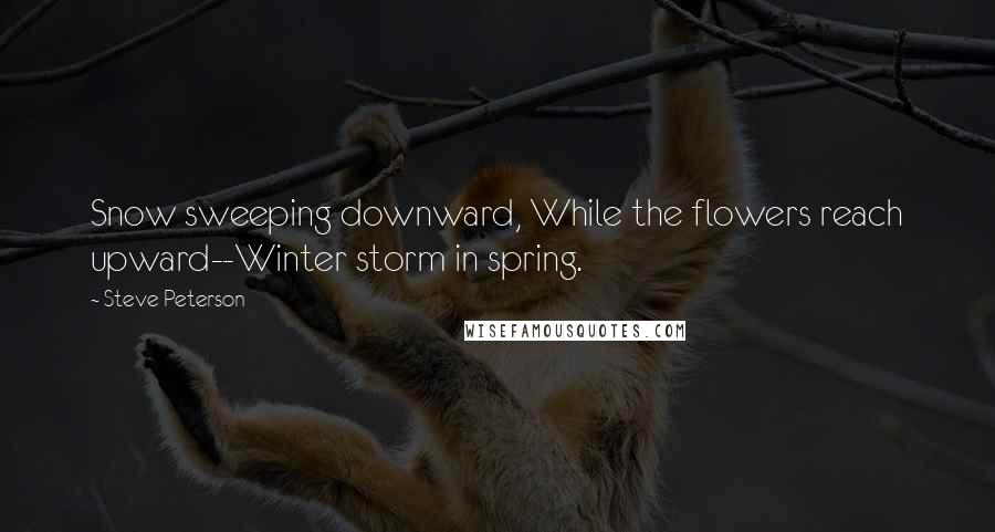 Steve Peterson Quotes: Snow sweeping downward, While the flowers reach upward--Winter storm in spring.