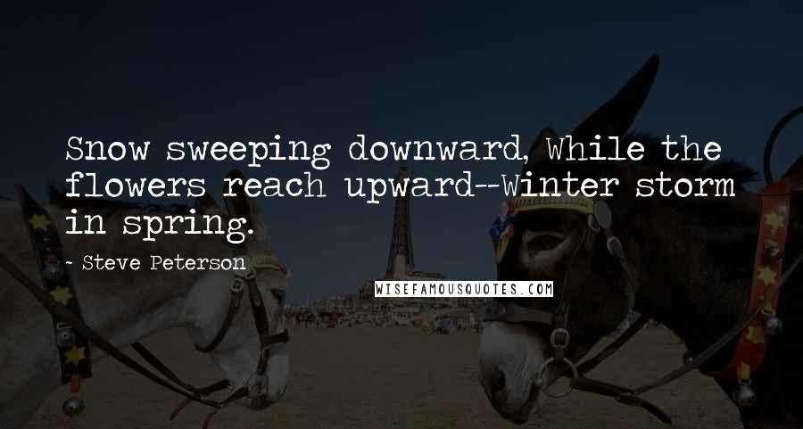 Steve Peterson Quotes: Snow sweeping downward, While the flowers reach upward--Winter storm in spring.