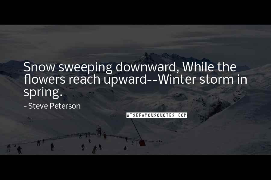 Steve Peterson Quotes: Snow sweeping downward, While the flowers reach upward--Winter storm in spring.