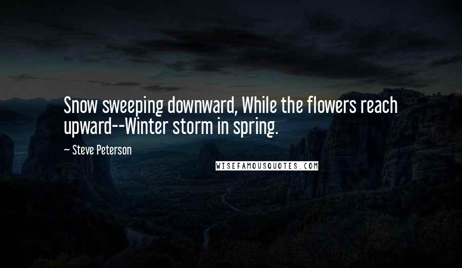 Steve Peterson Quotes: Snow sweeping downward, While the flowers reach upward--Winter storm in spring.