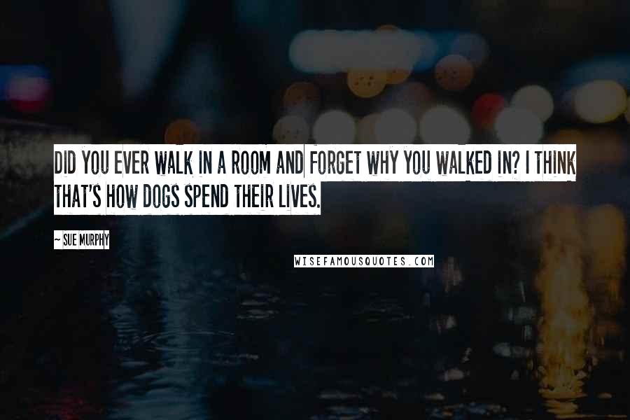 Sue Murphy Quotes: Did you ever walk in a room and forget why you walked in? I think that's how dogs spend their lives.