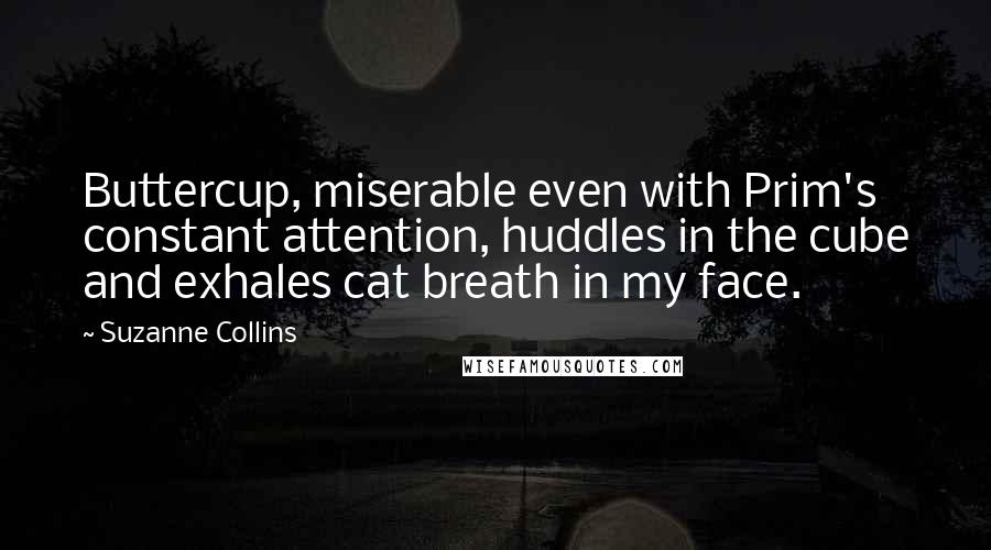 Suzanne Collins Quotes: Buttercup, miserable even with Prim's constant attention, huddles in the cube and exhales cat breath in my face.