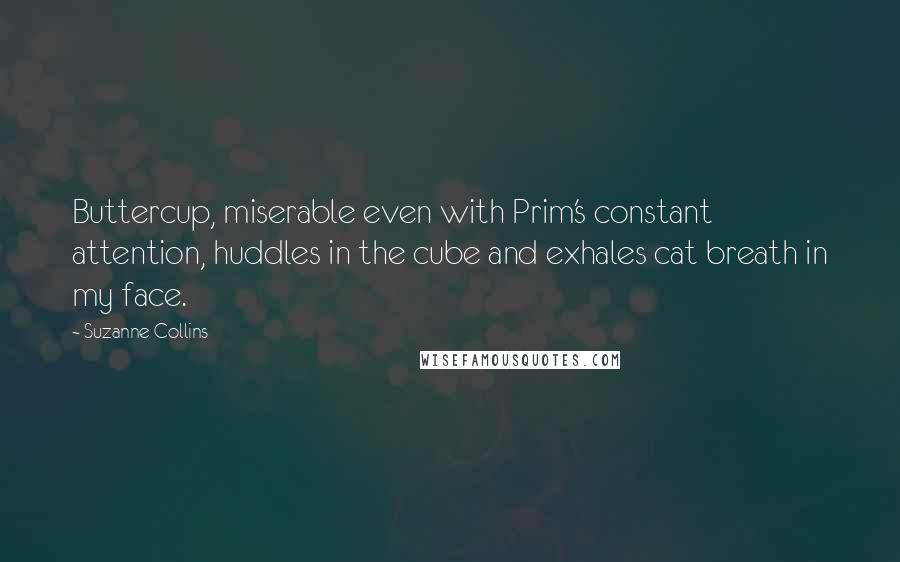 Suzanne Collins Quotes: Buttercup, miserable even with Prim's constant attention, huddles in the cube and exhales cat breath in my face.