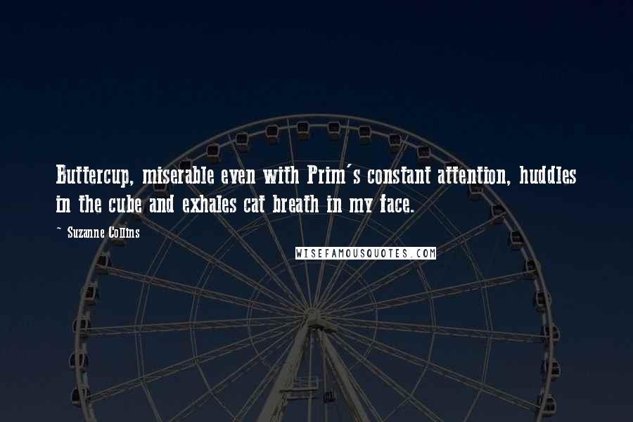 Suzanne Collins Quotes: Buttercup, miserable even with Prim's constant attention, huddles in the cube and exhales cat breath in my face.