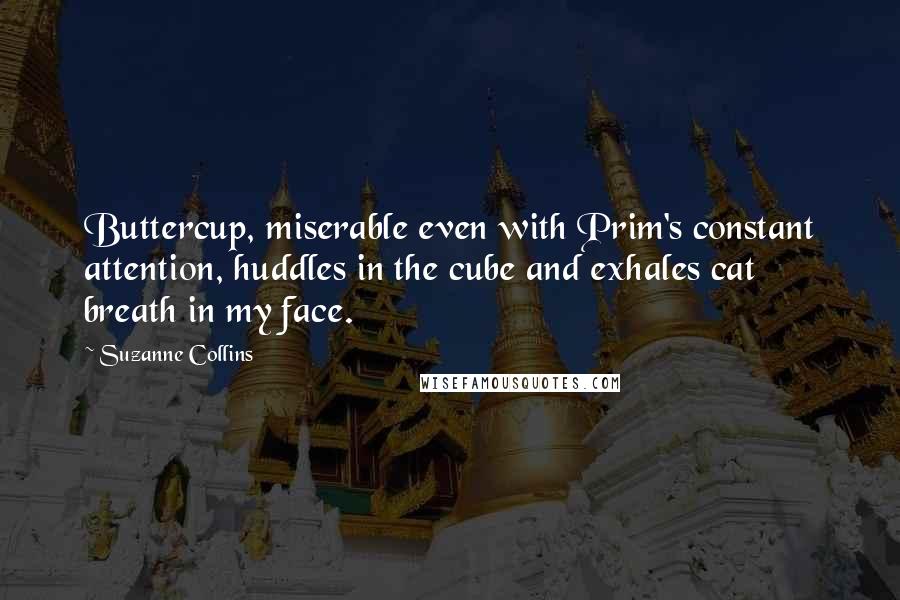 Suzanne Collins Quotes: Buttercup, miserable even with Prim's constant attention, huddles in the cube and exhales cat breath in my face.