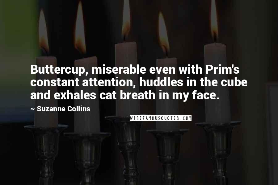 Suzanne Collins Quotes: Buttercup, miserable even with Prim's constant attention, huddles in the cube and exhales cat breath in my face.