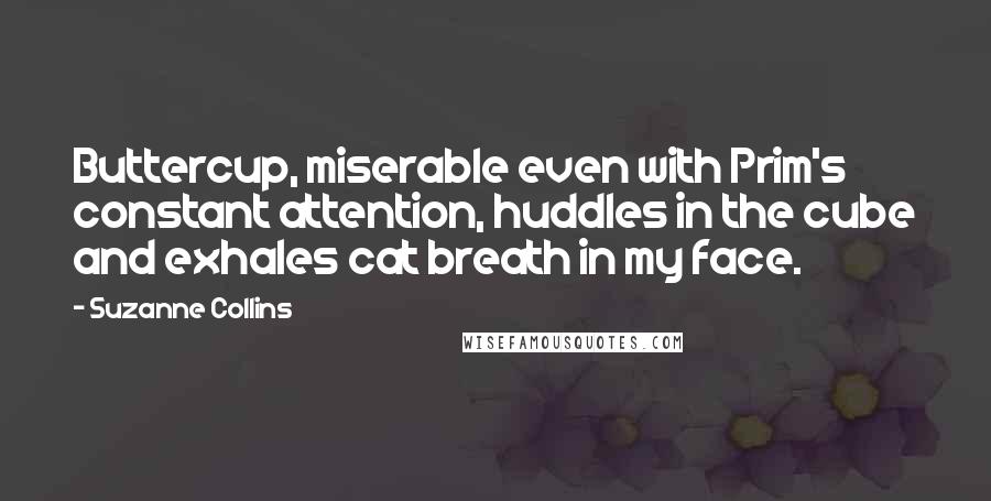 Suzanne Collins Quotes: Buttercup, miserable even with Prim's constant attention, huddles in the cube and exhales cat breath in my face.