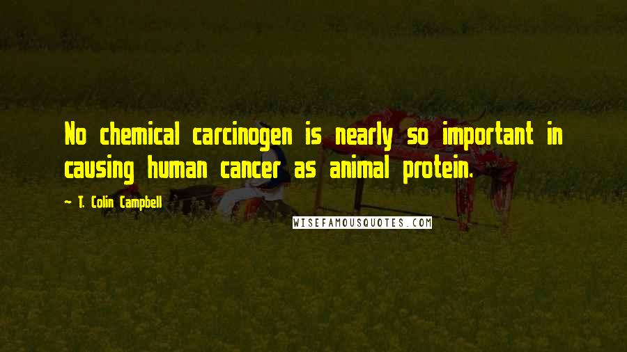 T. Colin Campbell Quotes: No chemical carcinogen is nearly so important in causing human cancer as animal protein.
