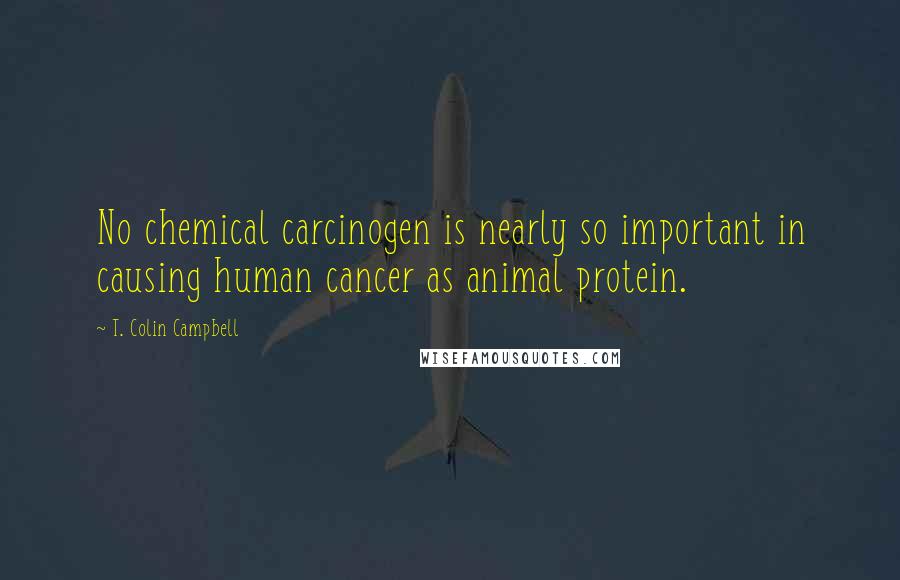 T. Colin Campbell Quotes: No chemical carcinogen is nearly so important in causing human cancer as animal protein.