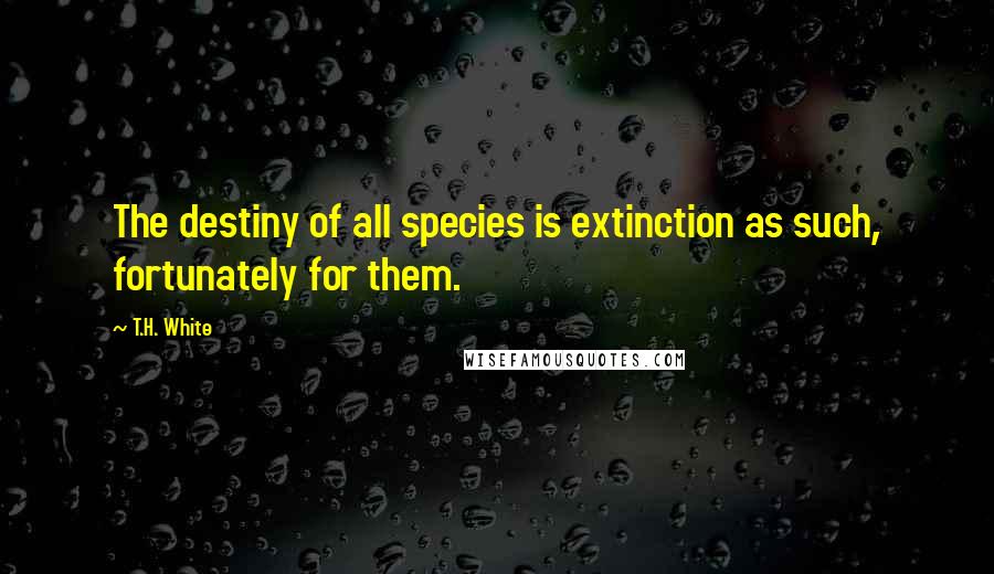 T.H. White Quotes: The destiny of all species is extinction as such, fortunately for them.