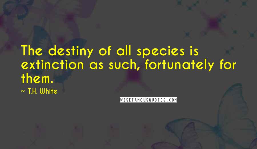 T.H. White Quotes: The destiny of all species is extinction as such, fortunately for them.