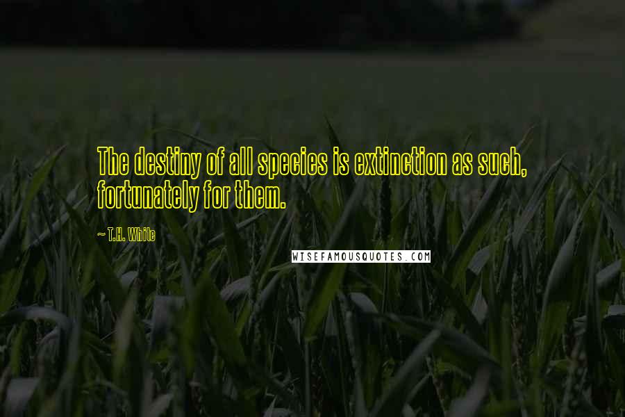 T.H. White Quotes: The destiny of all species is extinction as such, fortunately for them.