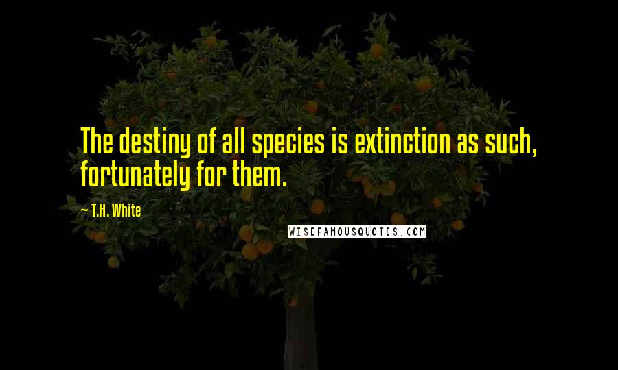 T.H. White Quotes: The destiny of all species is extinction as such, fortunately for them.