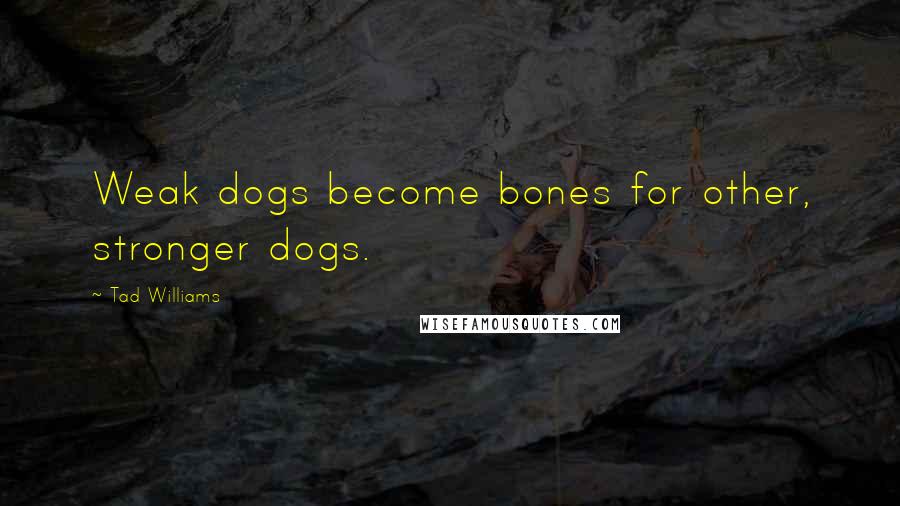 Tad Williams Quotes: Weak dogs become bones for other, stronger dogs.