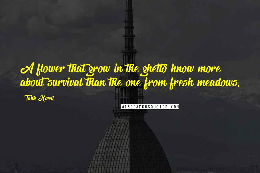Talib Kweli Quotes: A flower that grow in the ghetto know more about survival than the one from fresh meadows.