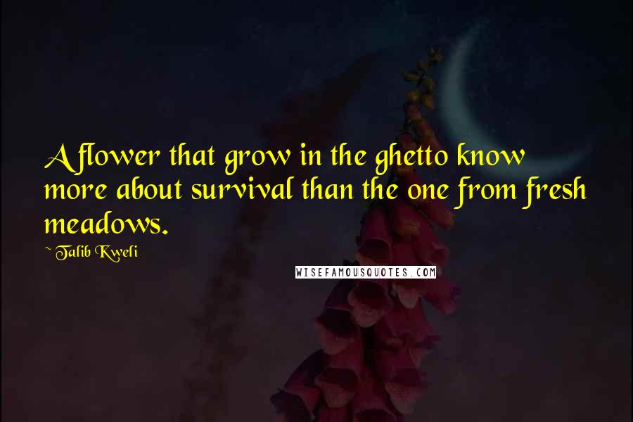 Talib Kweli Quotes: A flower that grow in the ghetto know more about survival than the one from fresh meadows.
