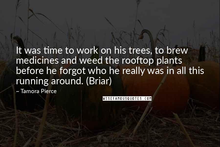 Tamora Pierce Quotes: It was time to work on his trees, to brew medicines and weed the rooftop plants before he forgot who he really was in all this running around. (Briar)