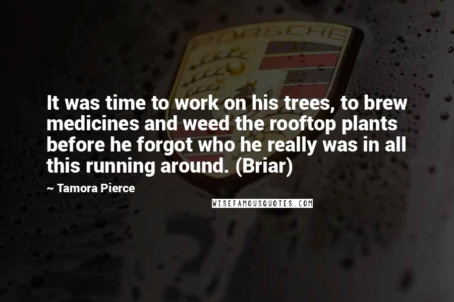 Tamora Pierce Quotes: It was time to work on his trees, to brew medicines and weed the rooftop plants before he forgot who he really was in all this running around. (Briar)