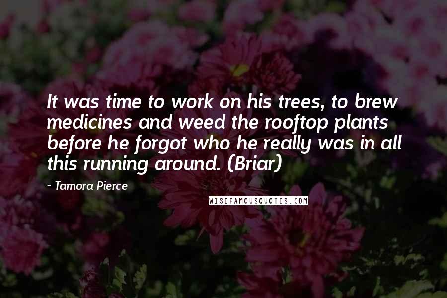 Tamora Pierce Quotes: It was time to work on his trees, to brew medicines and weed the rooftop plants before he forgot who he really was in all this running around. (Briar)