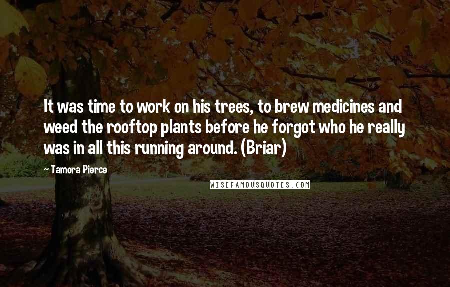 Tamora Pierce Quotes: It was time to work on his trees, to brew medicines and weed the rooftop plants before he forgot who he really was in all this running around. (Briar)