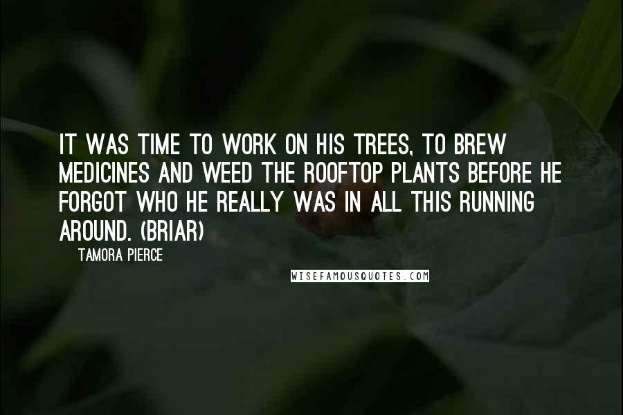 Tamora Pierce Quotes: It was time to work on his trees, to brew medicines and weed the rooftop plants before he forgot who he really was in all this running around. (Briar)