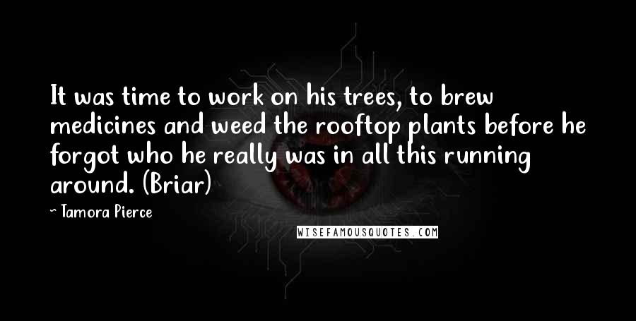 Tamora Pierce Quotes: It was time to work on his trees, to brew medicines and weed the rooftop plants before he forgot who he really was in all this running around. (Briar)