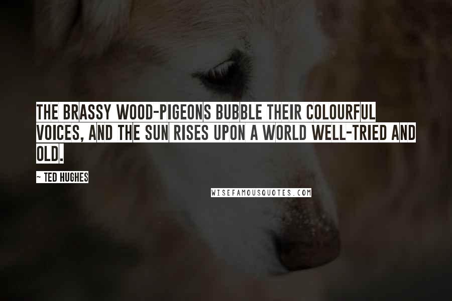 Ted Hughes Quotes: The brassy wood-pigeons Bubble their colourful voices, and the sun Rises upon a world well-tried and old.