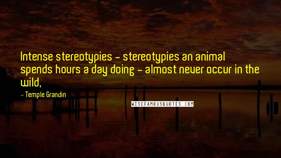 Temple Grandin Quotes: Intense stereotypies - stereotypies an animal spends hours a day doing - almost never occur in the wild,