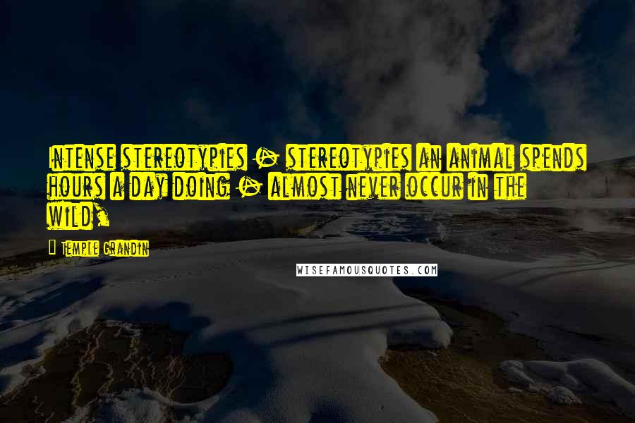 Temple Grandin Quotes: Intense stereotypies - stereotypies an animal spends hours a day doing - almost never occur in the wild,