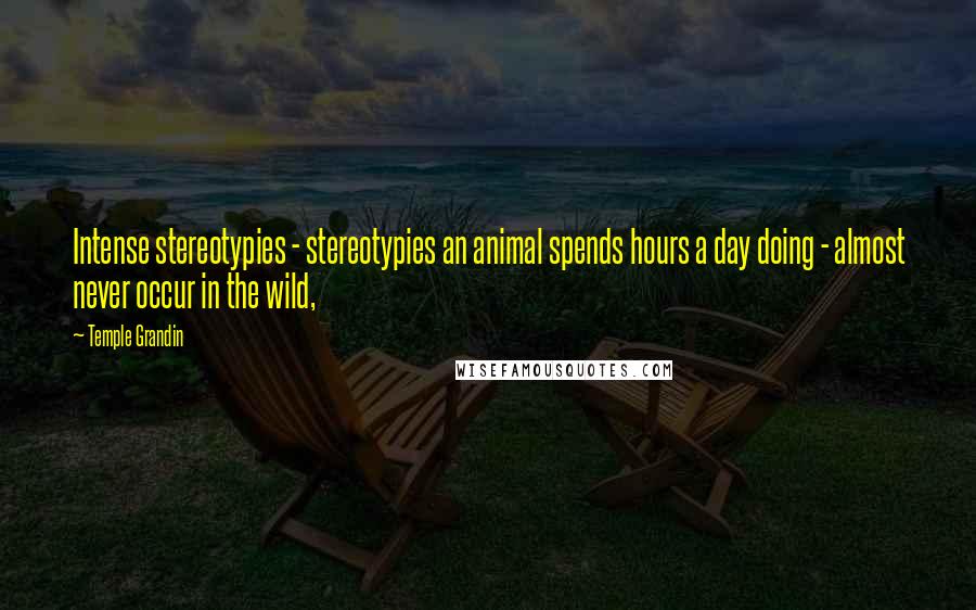 Temple Grandin Quotes: Intense stereotypies - stereotypies an animal spends hours a day doing - almost never occur in the wild,