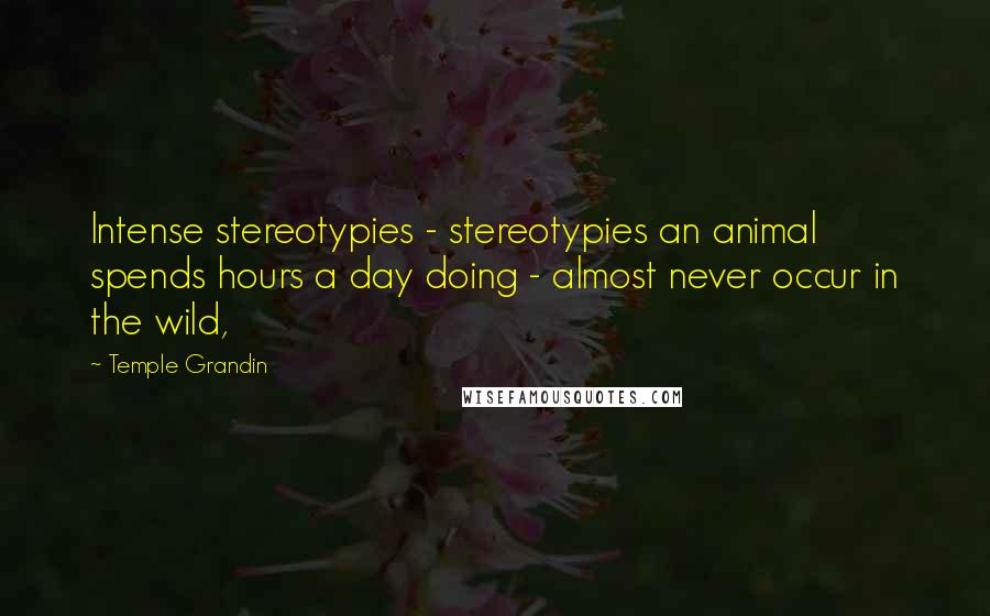 Temple Grandin Quotes: Intense stereotypies - stereotypies an animal spends hours a day doing - almost never occur in the wild,