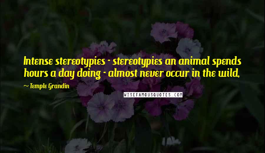 Temple Grandin Quotes: Intense stereotypies - stereotypies an animal spends hours a day doing - almost never occur in the wild,