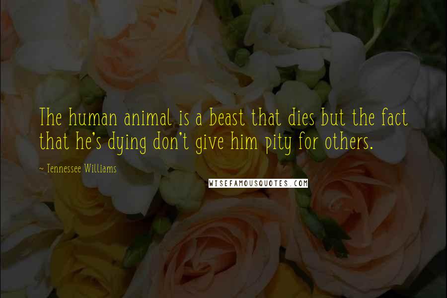 Tennessee Williams Quotes: The human animal is a beast that dies but the fact that he's dying don't give him pity for others.