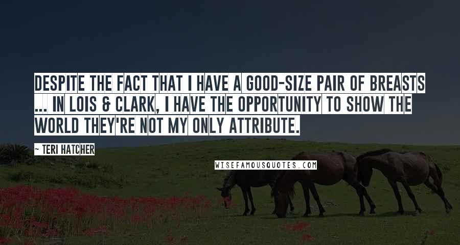 Teri Hatcher Quotes: Despite the fact that I have a good-size pair of breasts ... in Lois & Clark, I have the opportunity to show the world they're not my only attribute.