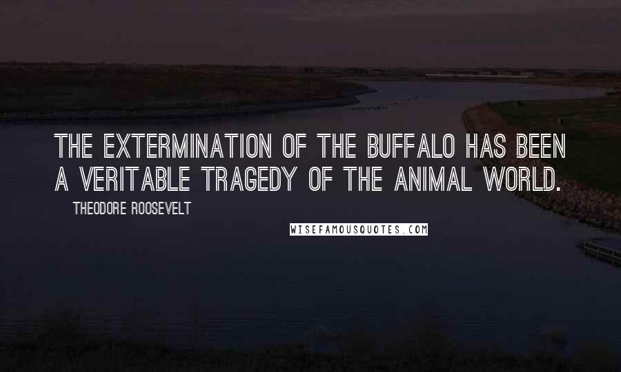 Theodore Roosevelt Quotes: The extermination of the buffalo has been a veritable tragedy of the animal world.