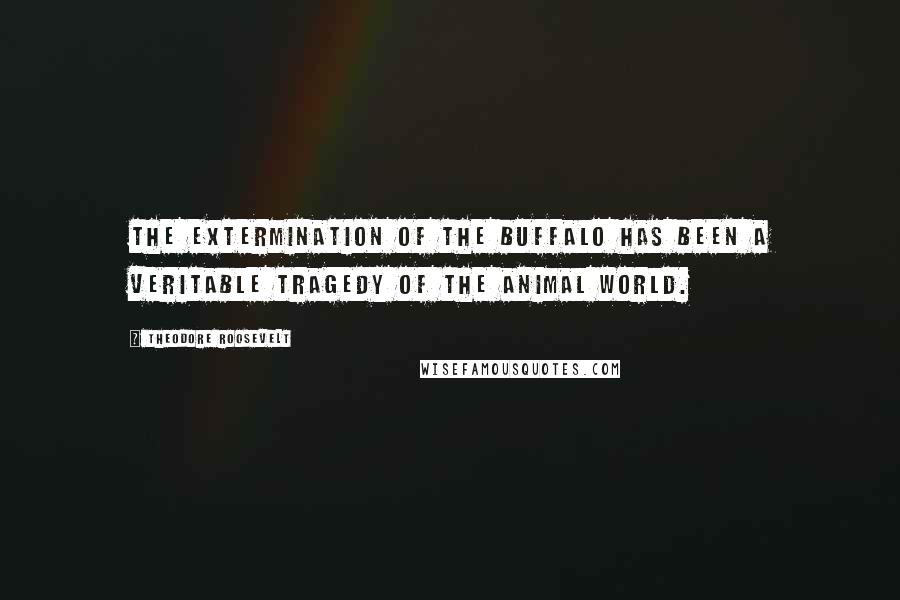 Theodore Roosevelt Quotes: The extermination of the buffalo has been a veritable tragedy of the animal world.