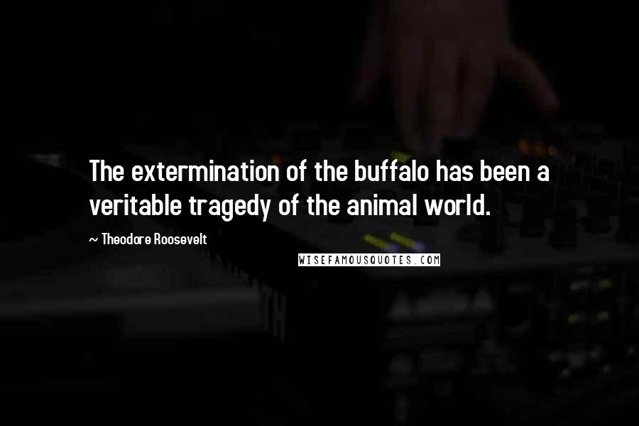 Theodore Roosevelt Quotes: The extermination of the buffalo has been a veritable tragedy of the animal world.