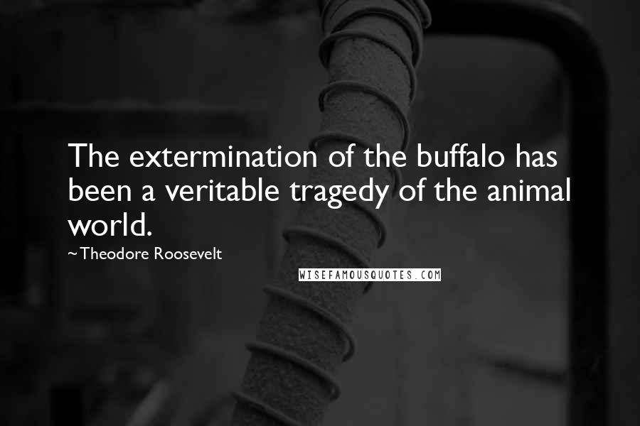 Theodore Roosevelt Quotes: The extermination of the buffalo has been a veritable tragedy of the animal world.