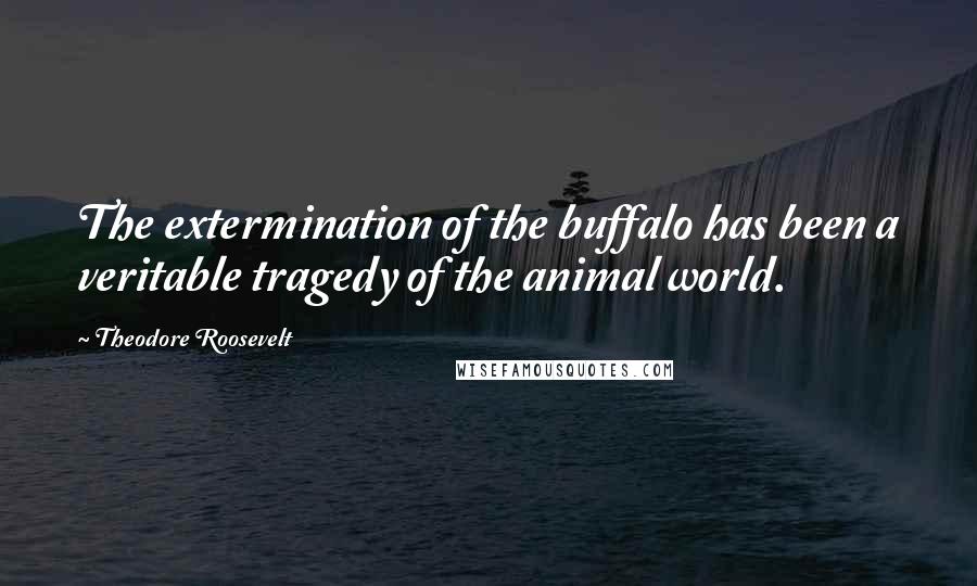 Theodore Roosevelt Quotes: The extermination of the buffalo has been a veritable tragedy of the animal world.