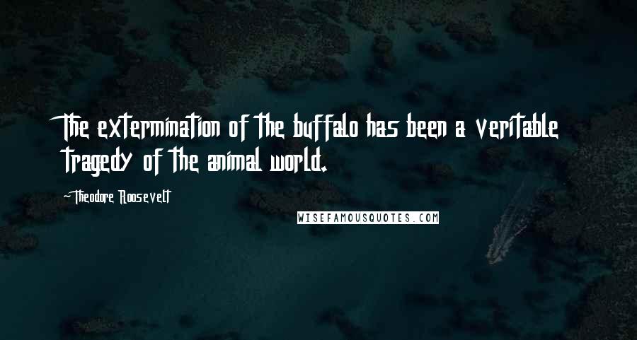 Theodore Roosevelt Quotes: The extermination of the buffalo has been a veritable tragedy of the animal world.