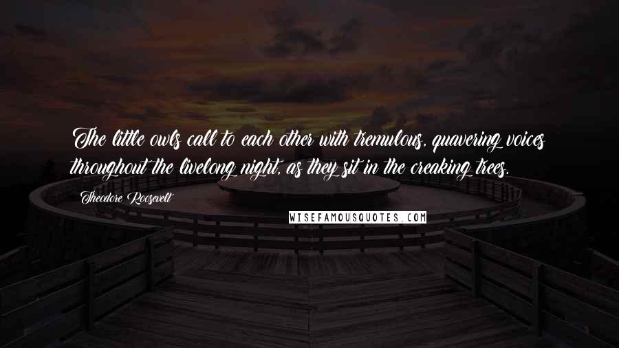 Theodore Roosevelt Quotes: The little owls call to each other with tremulous, quavering voices throughout the livelong night, as they sit in the creaking trees.