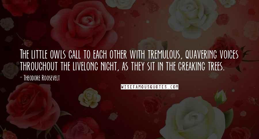 Theodore Roosevelt Quotes: The little owls call to each other with tremulous, quavering voices throughout the livelong night, as they sit in the creaking trees.